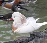 Vendo patos mandarins