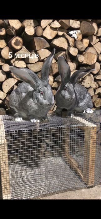 Кролики Європейська шиншила