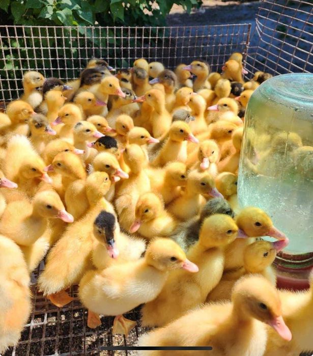 Kаченят та Муларді