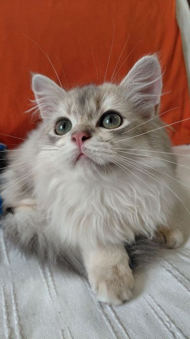 Шотландский котик голубой золотой ау11