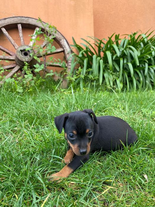 Pincher Fêmea puro pronto para entrega