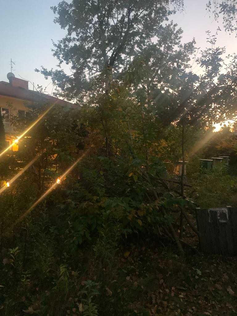 Sprzedam mocne, zdrowe rodziny i odkłady pszczele. Pszczoły.