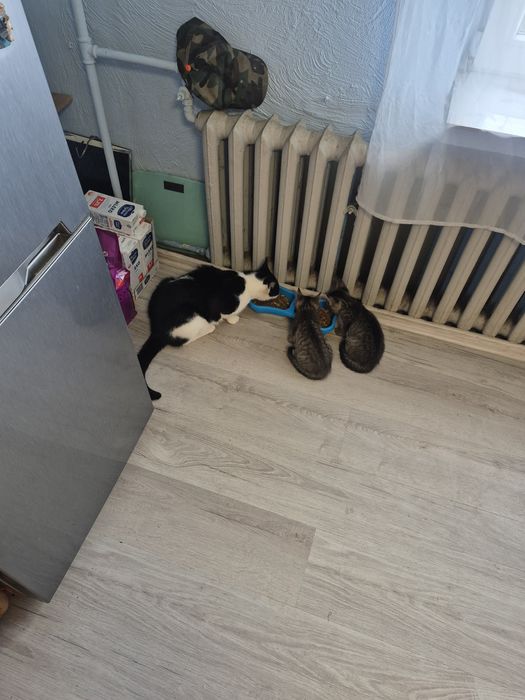 Oddam kocięta...