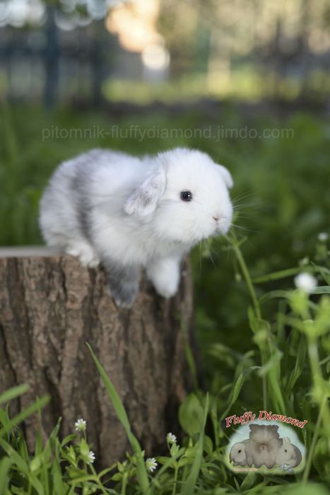 Дівчинка у забарвленні рен. Висловухий баранчик NHD.