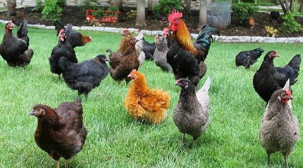 Инкубационное яйцо доминантов оптом и в розницу