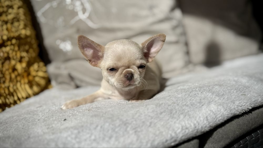 Chihuahua PIESEK kremowy MINI XXS *gotowy do odbioru