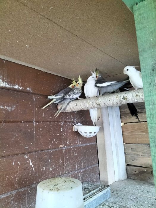 Papugi nimfy do lęgów