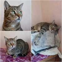 Крупный полосатый кот Нафаня, 3 года, кастрирован