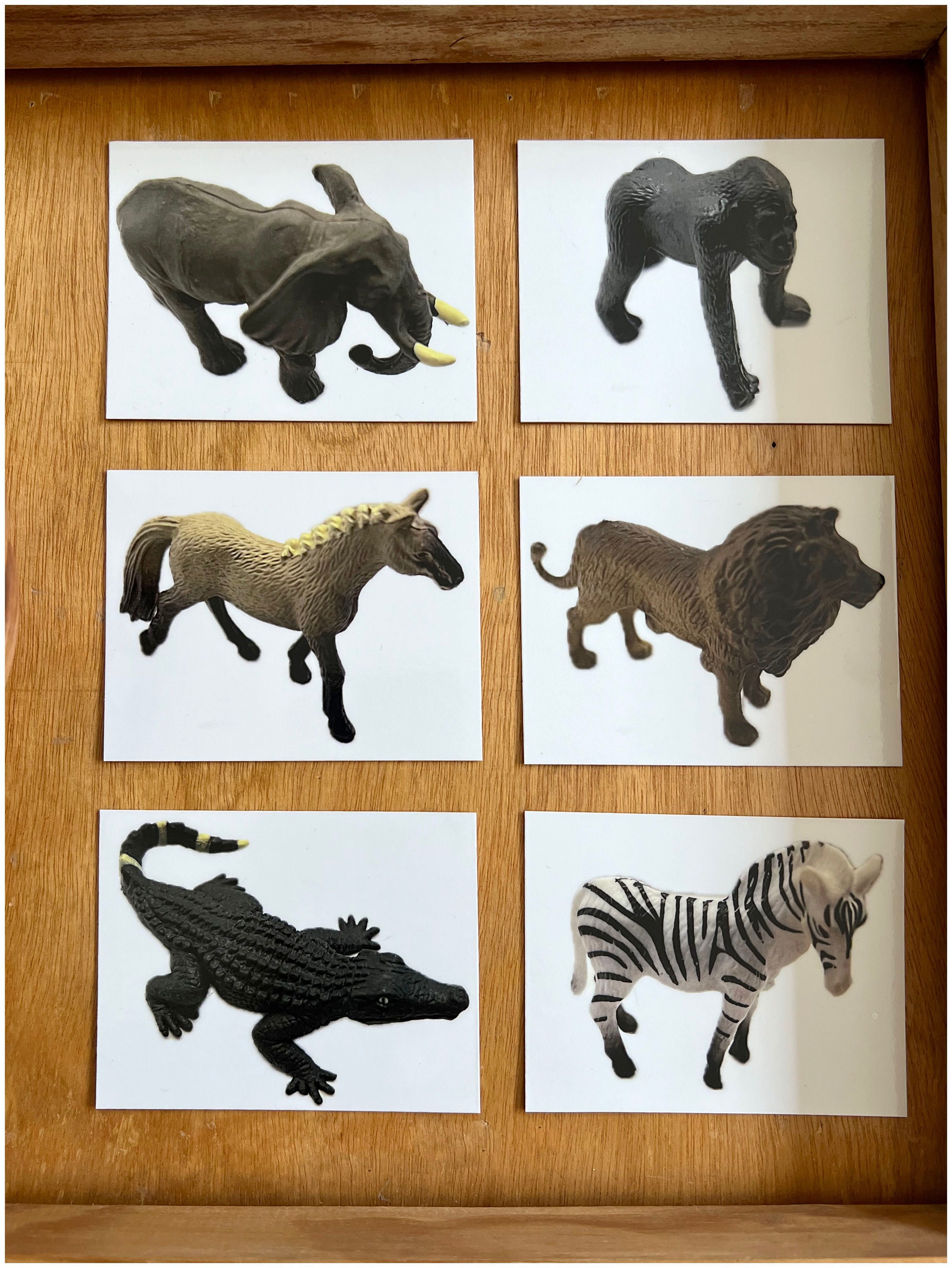 Animais da Selva - Montessori
