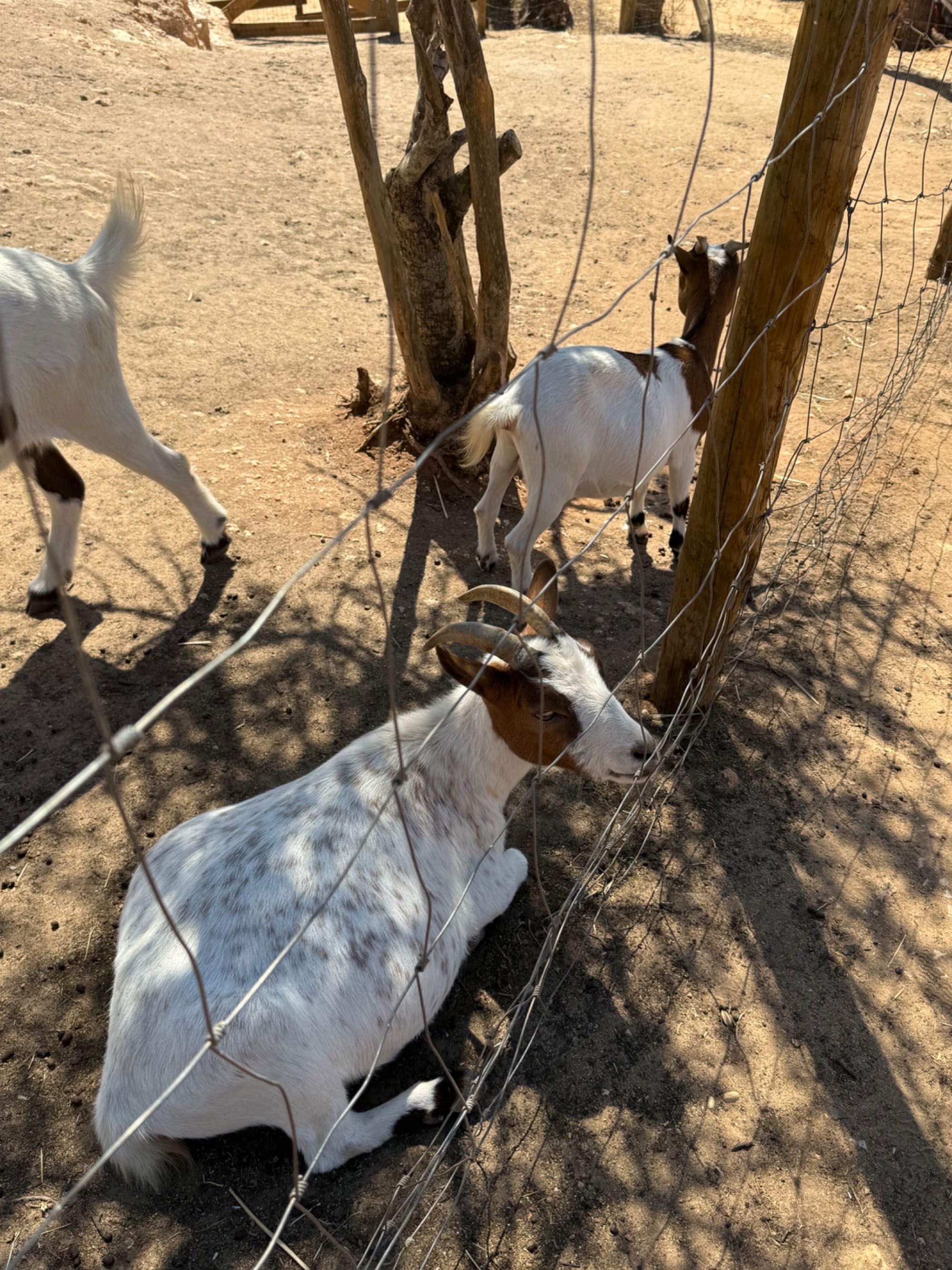 Mini Cabras Dóceis