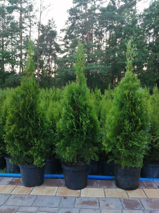 Tuja Thuja Szmaragd 120-130cm Doniczka 7,5L
