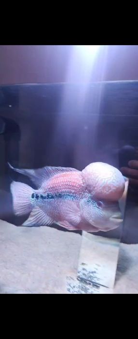 Flowerhorn macho xxl e femea