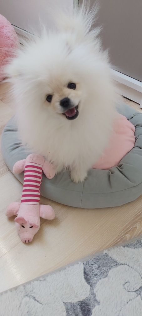 Mini Szpic miniaturowy Pomeranian FCI Chłopak