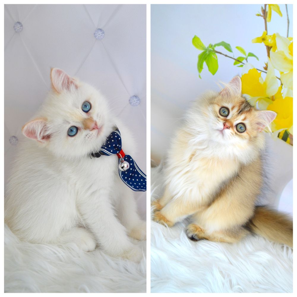 Британські котята золота шиншила/поінт/золоті