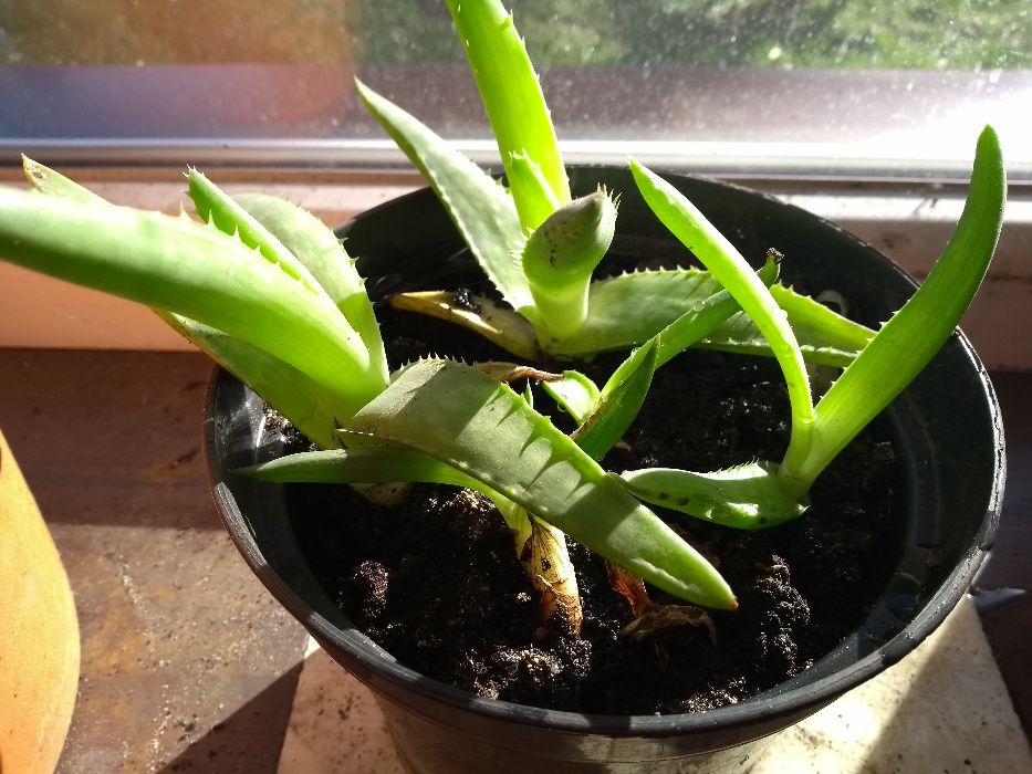 Aloes Sadzonki SPRZEDAM !!!