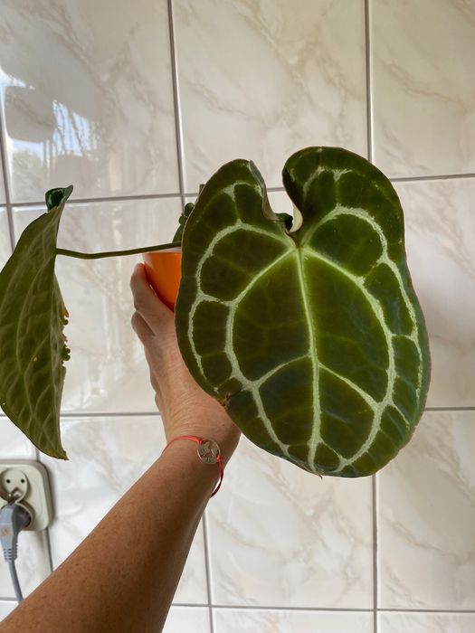 Anthurium hybryda