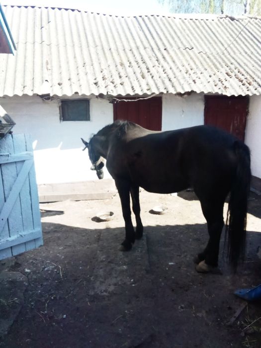 Продаю кобилу, темна