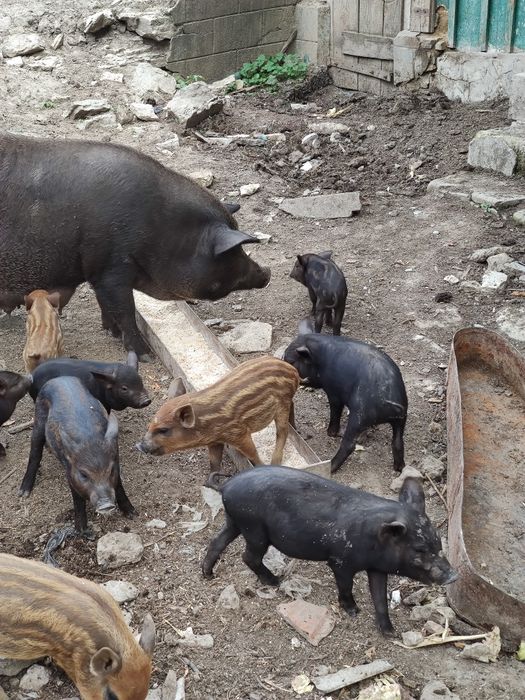 Продаю поросята породи кармали