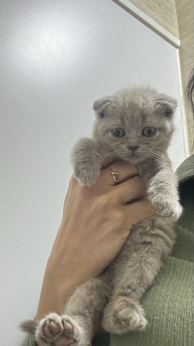 Femea scottish fold