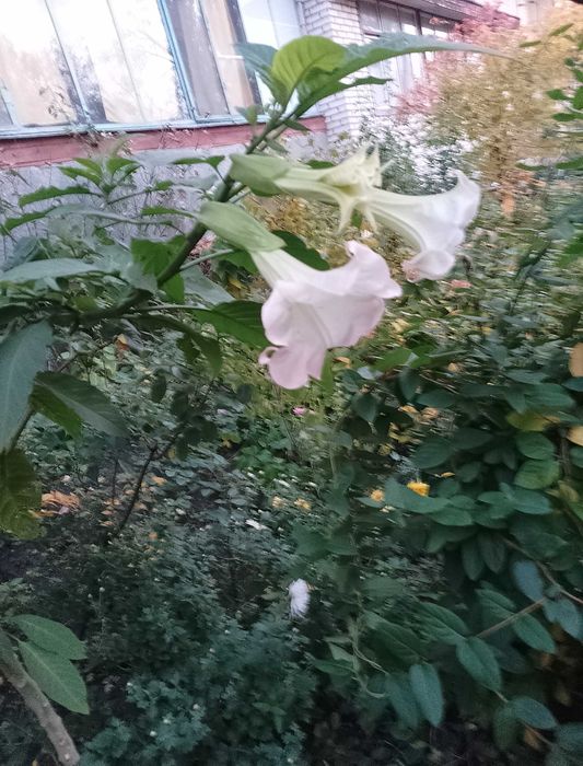 Продам Бругмансію