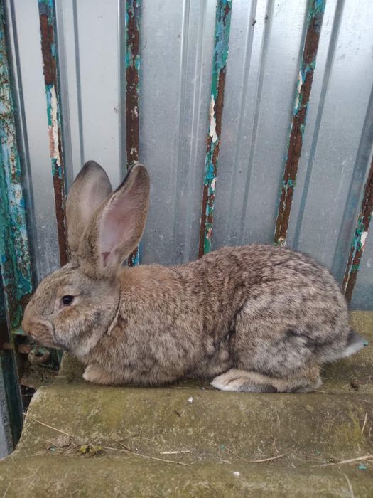 Продам кролів ( самці)