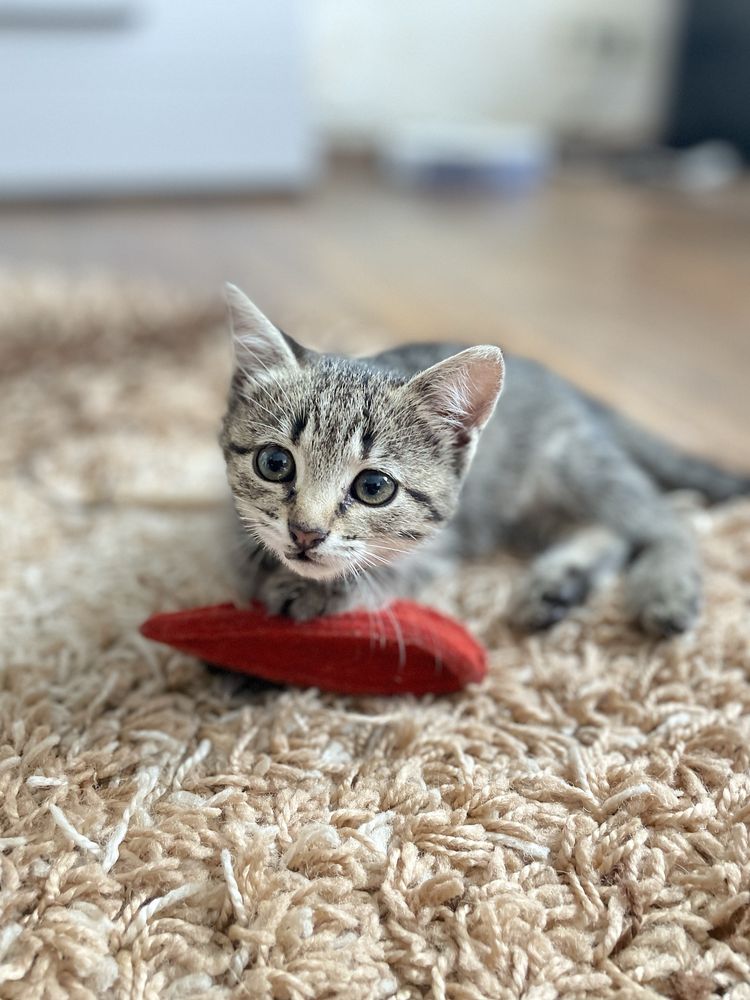 Подарую малеке кошеня
