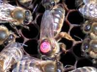 Matki pszczele -100 zł ,matka pszczela,  pszczoły, sezon 2024
