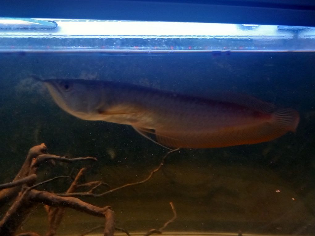 Aruwana prata 30-40cm
