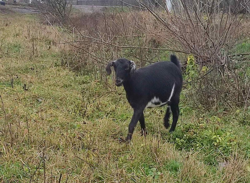 Продаються кози, вагітні, молочних порід.