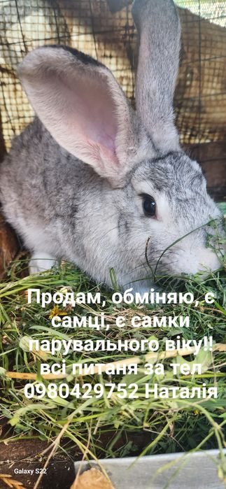 Продам, обміняю, є самці, є самки!! ного віку!!