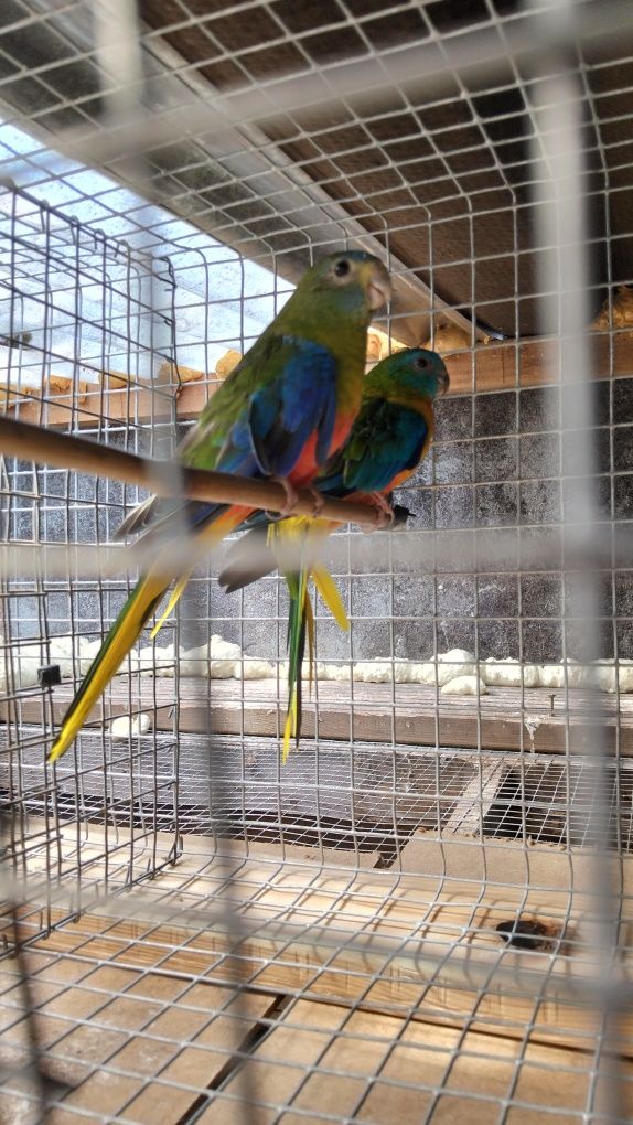 Turquosines reprodutores