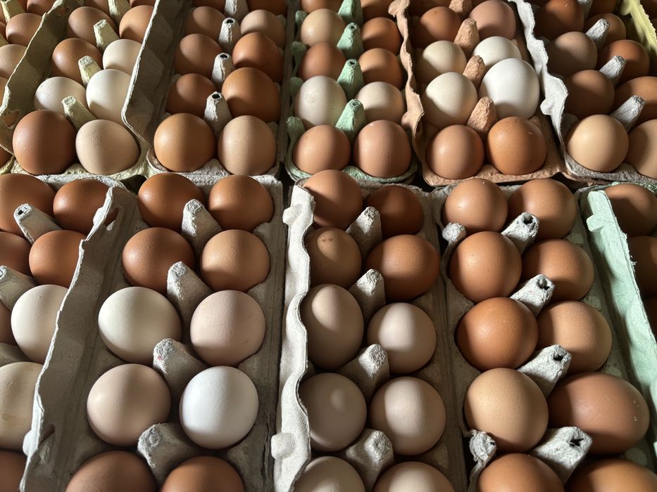 Sprzedam swojskie jajka