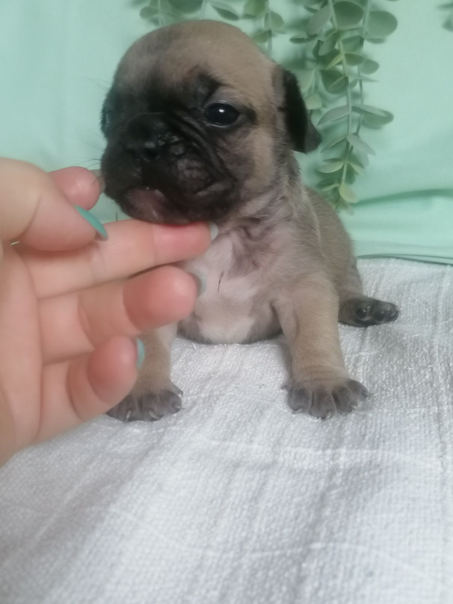 Bulldog francês excelente