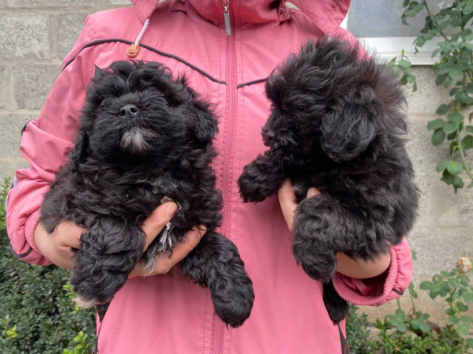 Мальтипу для душі та подарунку