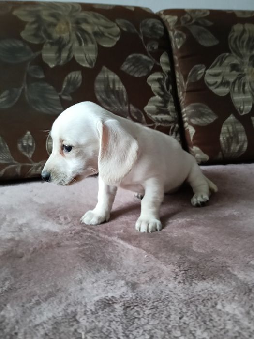 Jamnik miniaturowy krótkowłosy suczka