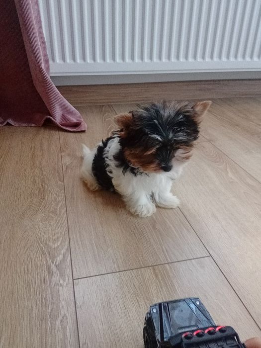 Biewer Yorkshire terrier