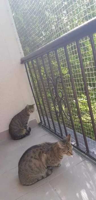 Siatka dla kota osiatkowanie balkonu przeciwko ptakom