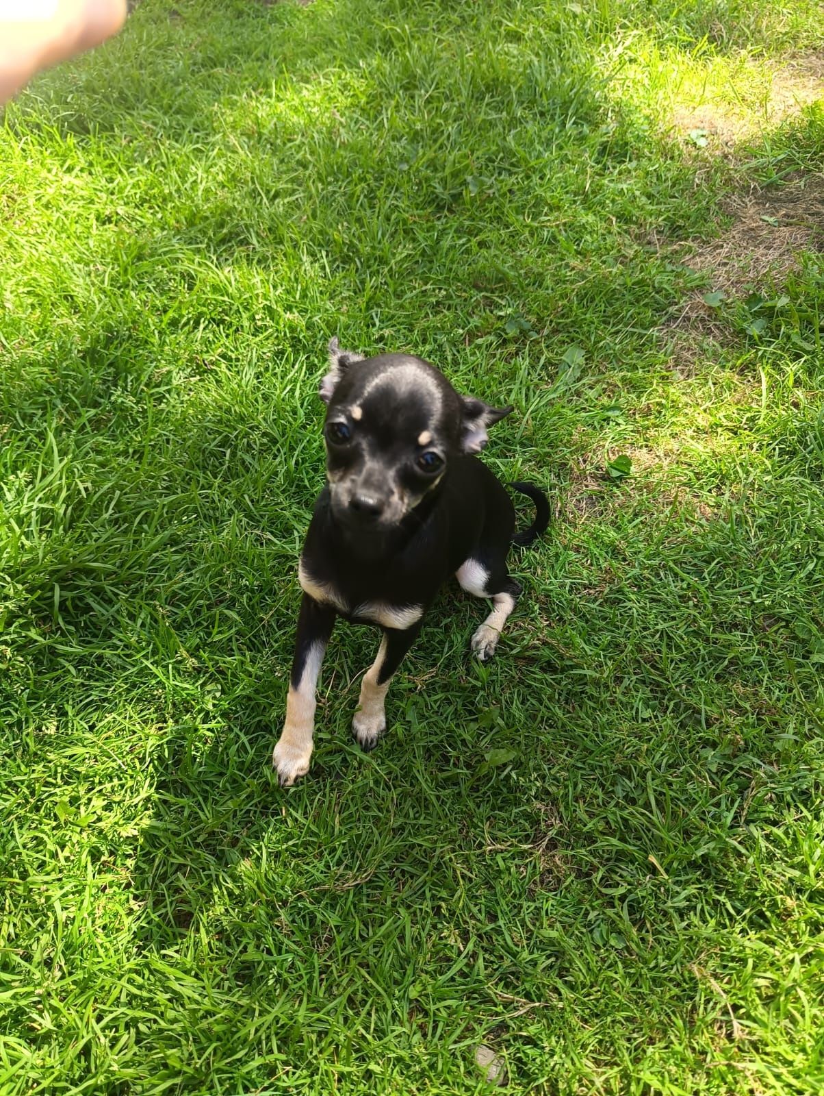 Chihuahua sunia ***