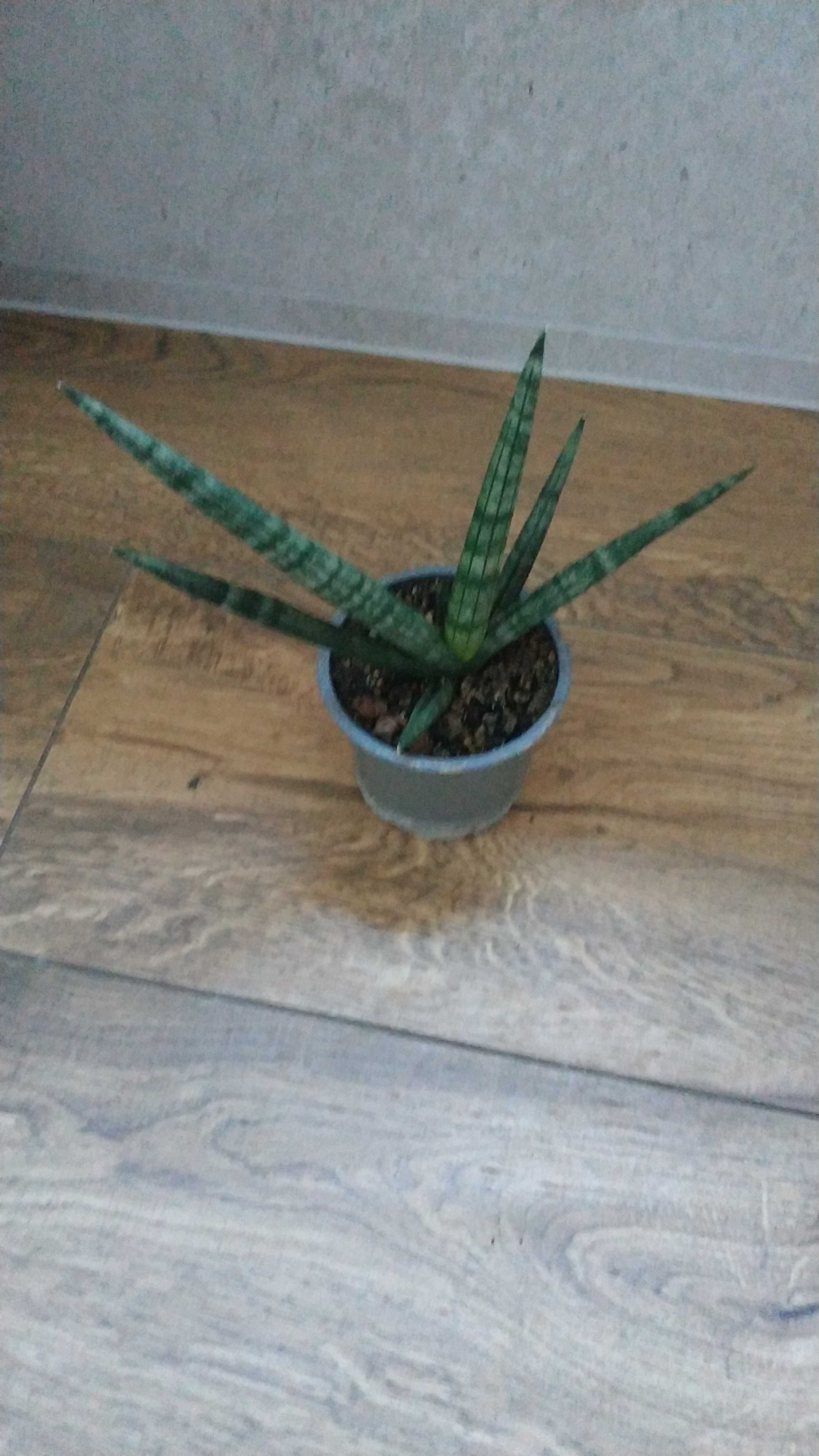 Sansevieria cylindrica “Boncel”