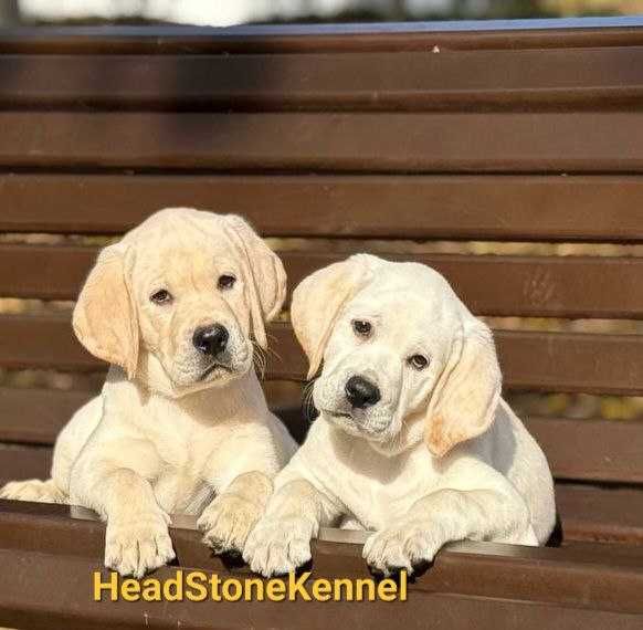 Лабрадор ретривер , клубные щенки.