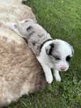Szczenie border collie