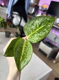 Aglaonema Lemon mint sadzonka