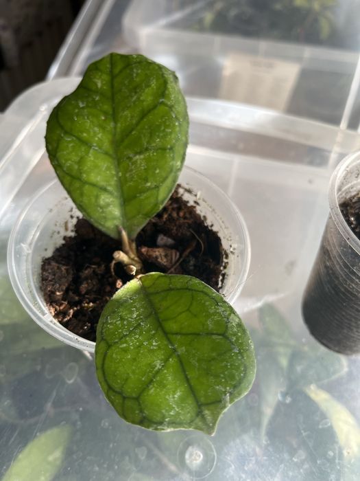 Хойя Світлана, Svetlana hoya