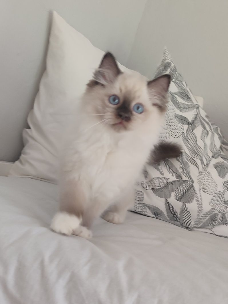 Kocurek RAGDOLL seal mitted cudny