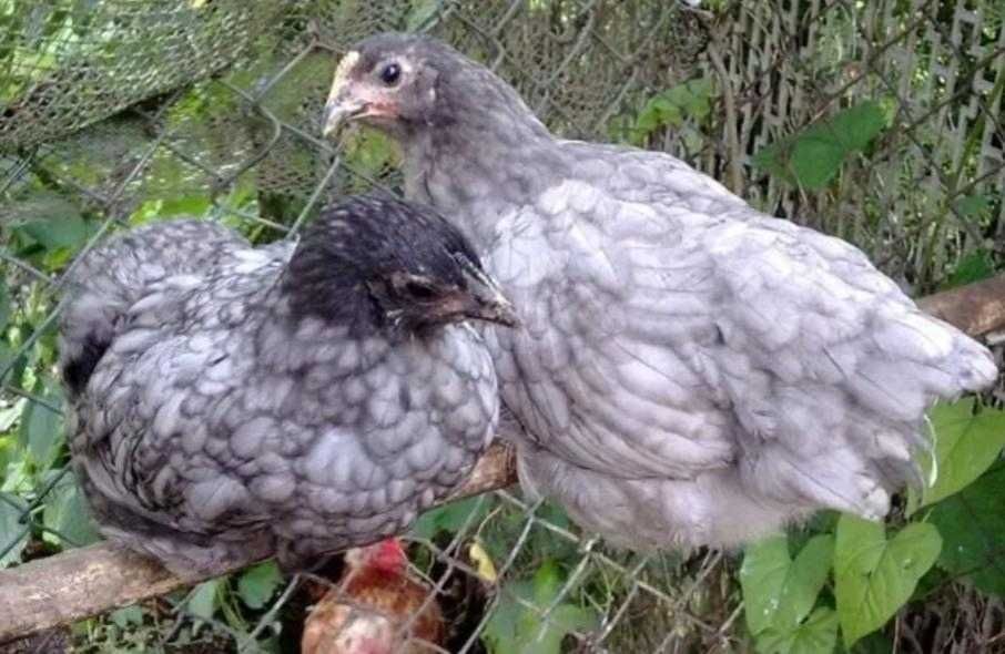 Кури Домінант Чеський