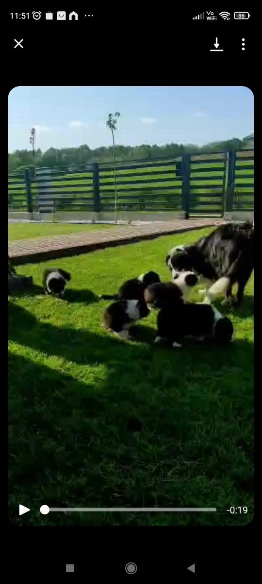 Rasowy piesek  Border Collie do odbioru 25.07