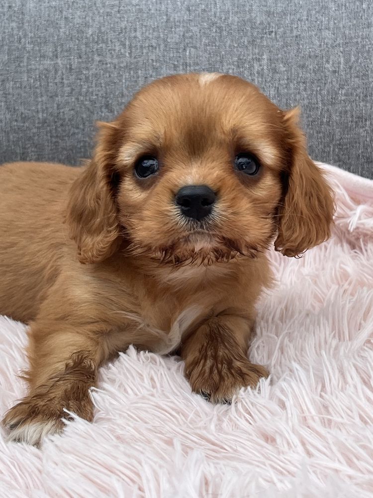 Cavalier King Charles Spaniel piesek