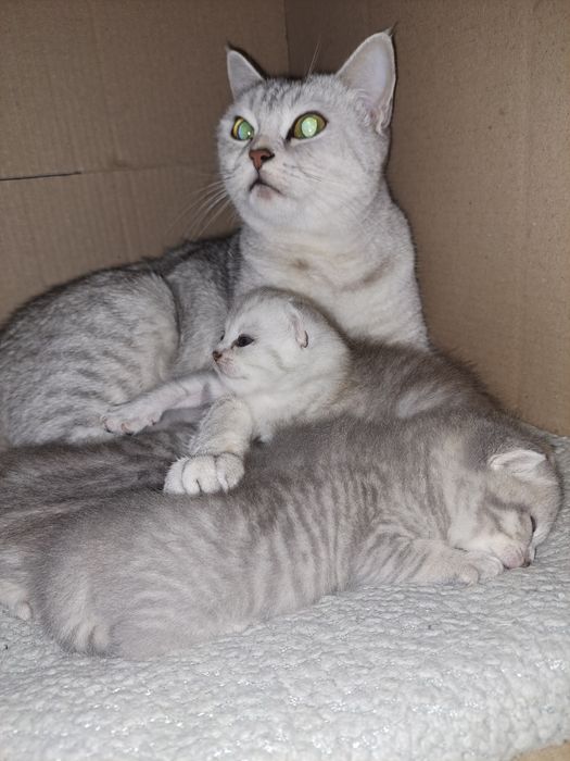 Кошенята на Миколая СРІБНА ШИНШИЛА неймовірні кошенята