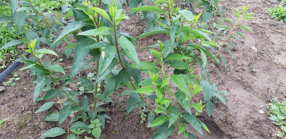 Akacja , amfora, ewoida rośliny miododajne