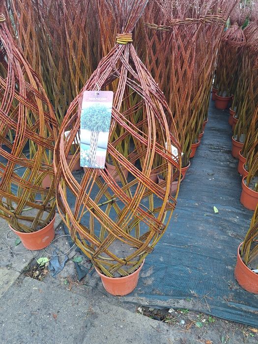 Trzmielina na pniu szkółka roślin w luszowicach zaprasza